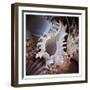 Macro Shells II-Rachel Perry-Framed Art Print