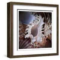 Macro Shells II-Rachel Perry-Framed Art Print