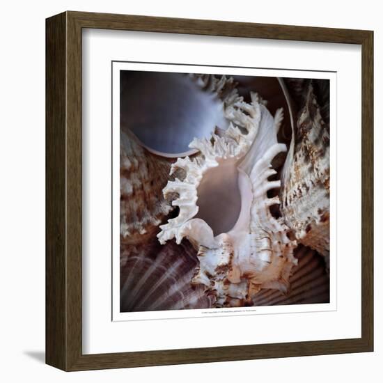 Macro Shells II-Rachel Perry-Framed Art Print