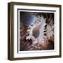 Macro Shells II-Rachel Perry-Framed Art Print