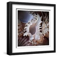 Macro Shells II-Rachel Perry-Framed Art Print