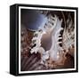 Macro Shells II-Rachel Perry-Framed Stretched Canvas