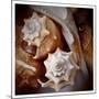 Macro Shells III-Rachel Perry-Mounted Art Print