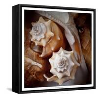 Macro Shells III-Rachel Perry-Framed Stretched Canvas
