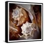 Macro Shells III-Rachel Perry-Framed Stretched Canvas