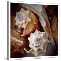 Macro Shells III-Rachel Perry-Stretched Canvas