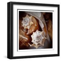 Macro Shells III-Rachel Perry-Framed Art Print