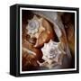 Macro Shells III-Rachel Perry-Framed Stretched Canvas