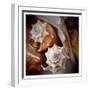 Macro Shells III-Rachel Perry-Framed Art Print