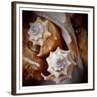 Macro Shells III-Rachel Perry-Framed Premium Giclee Print