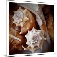 Macro Shells III-Rachel Perry-Mounted Premium Giclee Print