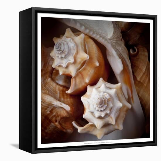 Macro Shells III-Rachel Perry-Framed Stretched Canvas