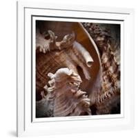 Macro Shells IV-Rachel Perry-Framed Art Print