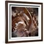 Macro Shells IV-Rachel Perry-Framed Art Print