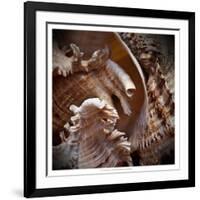 Macro Shells IV-Rachel Perry-Framed Art Print