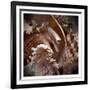 Macro Shells IV-Rachel Perry-Framed Art Print