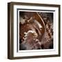 Macro Shells IV-Rachel Perry-Framed Art Print