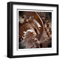 Macro Shells IV-Rachel Perry-Framed Art Print