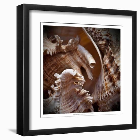 Macro Shells IV-Rachel Perry-Framed Art Print