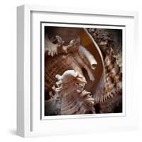 Macro Shells IV-Rachel Perry-Framed Art Print