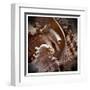 Macro Shells IV-Rachel Perry-Framed Art Print