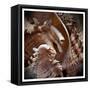Macro Shells IV-Rachel Perry-Framed Stretched Canvas