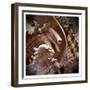 Macro Shells IV-Rachel Perry-Framed Art Print