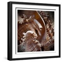 Macro Shells IV-Rachel Perry-Framed Art Print