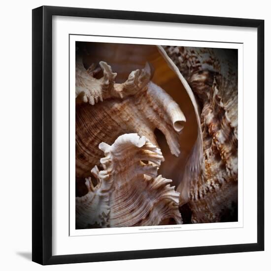 Macro Shells IV-Rachel Perry-Framed Art Print