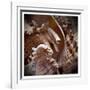 Macro Shells IV-Rachel Perry-Framed Art Print