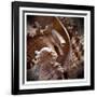 Macro Shells IV-Rachel Perry-Framed Art Print