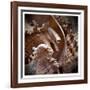 Macro Shells IV-Rachel Perry-Framed Art Print