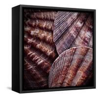 Macro Shells V-Rachel Perry-Framed Stretched Canvas