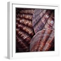 Macro Shells V-Rachel Perry-Framed Art Print