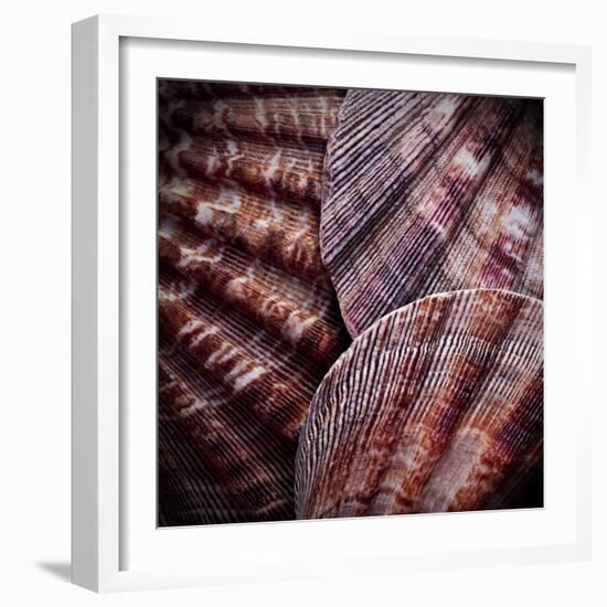 Macro Shells V-Rachel Perry-Framed Art Print