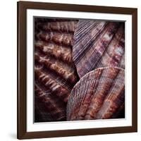 Macro Shells V-Rachel Perry-Framed Art Print