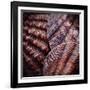 Macro Shells V-Rachel Perry-Framed Art Print