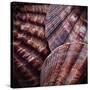 Macro Shells V-Rachel Perry-Stretched Canvas