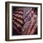 Macro Shells V-Rachel Perry-Framed Art Print