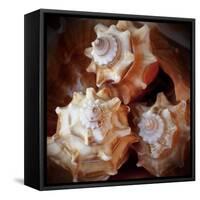 Macro Shells VII-Rachel Perry-Framed Stretched Canvas