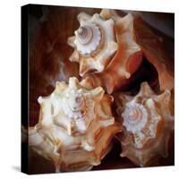 Macro Shells VII-Rachel Perry-Stretched Canvas