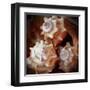 Macro Shells VII-Rachel Perry-Framed Art Print