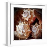 Macro Shells VII-Rachel Perry-Framed Art Print