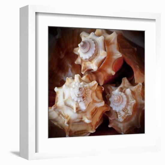 Macro Shells VII-Rachel Perry-Framed Art Print