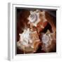 Macro Shells VII-Rachel Perry-Framed Art Print