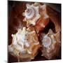 Macro Shells VII-Rachel Perry-Mounted Art Print