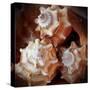 Macro Shells VII-Rachel Perry-Stretched Canvas