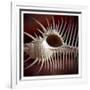 Macro Shells VIII-Rachel Perry-Framed Premium Giclee Print