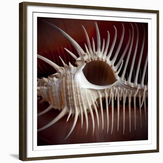 Macro Shells VIII-Rachel Perry-Framed Premium Giclee Print