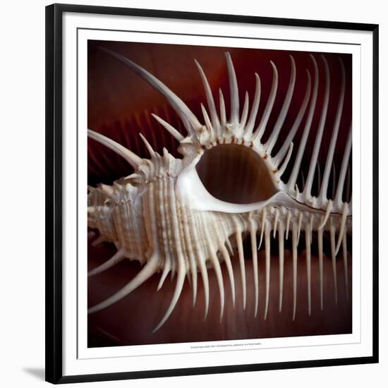 Macro Shells VIII-Rachel Perry-Framed Premium Giclee Print